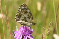 Melanargia galathea