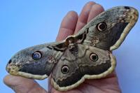 Saturnia pyri