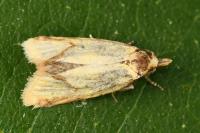 Agapeta hamana