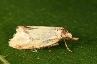 Agapeta hamana