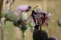 Synanthedon formicaeformis