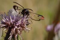 Synanthedon formicaeformis