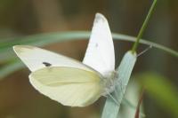 Pieris rapae
