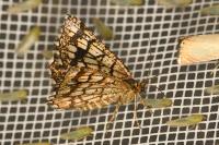 Chiasmia clathrata