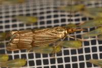 Chrysocrambus linetella