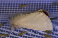 Euproctis chrysorrhoea