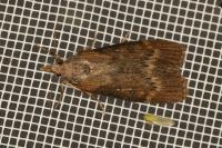 Lamoria anella