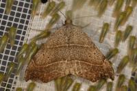 Laspeyria flexula