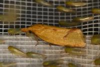 Agapeta hamana