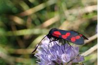 Zygaena filipendulae
