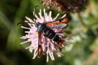 Pyropteron chrysidiforme