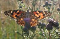 Vanessa cardui