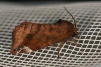 Cosmia pyralina