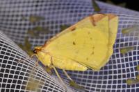 Opisthograptis luteolata