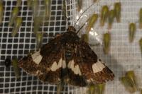 Tyta luctuosa