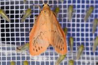 Miltochrista miniata