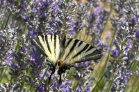 Iphiclides podalirius