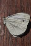 Pieris napi