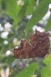 Polygonia c-album