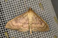 Patania ruralis