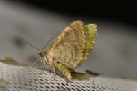 Chloroclystis v-ata