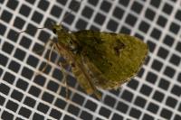 Chloroclystis v-ata