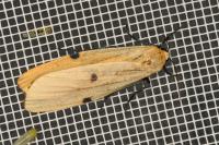 Lithosia quadra