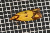 Agapeta zoegana