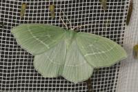 Hemistola chrysoprasaria