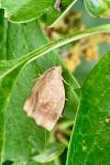 Archips rosana