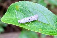 Yponomeuta padella