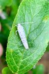 Yponomeuta padella
