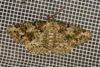 Cleorodes lichenaria