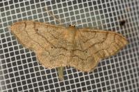 Idaea aversata