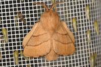 Malacosoma neustria