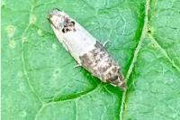 Notocelia cynosbatella