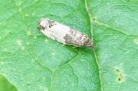 Notocelia cynosbatella