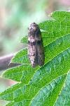Blastobasis phycidella