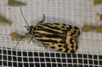 Emmelia trabealis