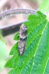 Blastobasis phycidella