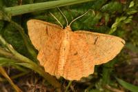 Angerona prunaria