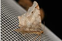 Macaria alternata