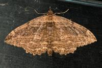 Philereme transversata