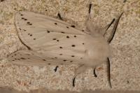 Spilosoma lubricipeda