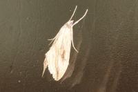 Evergestis forficalis