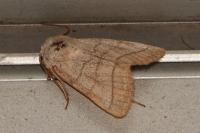 Charanyca trigrammica