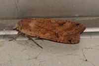 Noctua pronuba