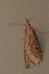 Aphomia sociella