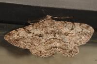 Peribatodes rhomboidaria