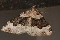 Epirrhoe galiata